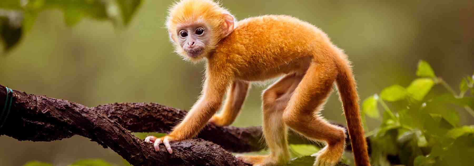 How long does the rabies vaccine last against animal bites?