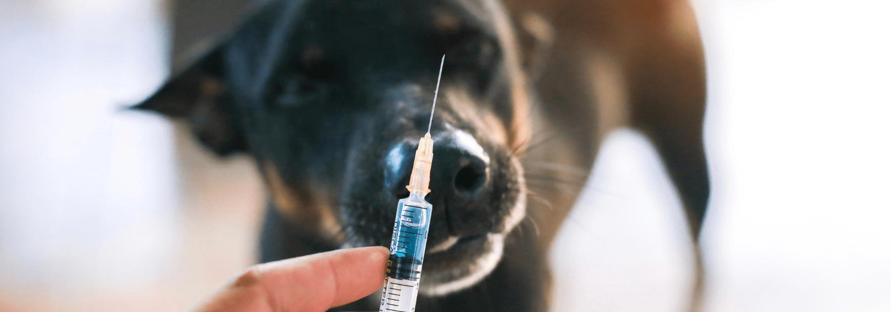 rabies vaccine UK